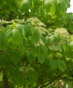 Future Forests Cornus Controversa - Wedding Cake Tree (Green Foliage)