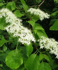 Future Forests Cornus Controversa - Wedding Cake Tree (Green Foliage)