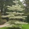 Future Forests Cornus Controversa Variegata - Wedding Cake Tree Trees