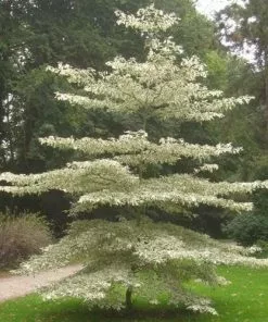 Future Forests Cornus Controversa Variegata - Wedding Cake Tree Trees