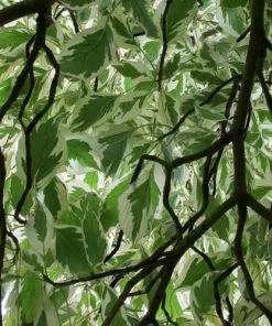 Future Forests Cornus Controversa Variegata - Wedding Cake Tree Trees