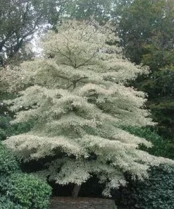 Future Forests Cornus Controversa Variegata - Wedding Cake Tree Trees