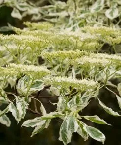 Future Forests Cornus Controversa Variegata - Wedding Cake Tree Trees
