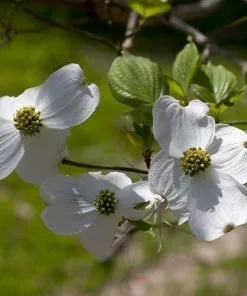 Future Forests Cornus Florida Trees