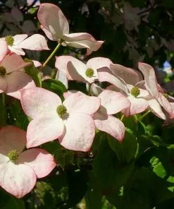Future Forests Cornus Kousa Satomi - Japanese Dogwood Shrubs