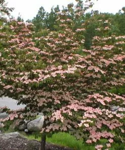 Future Forests Cornus Kousa Satomi - Japanese Dogwood Shrubs