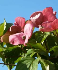 Future Forests Cornus Kousa Satomi - Japanese Dogwood Shrubs
