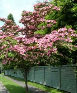 Future Forests Cornus Kousa Satomi - Japanese Dogwood Shrubs