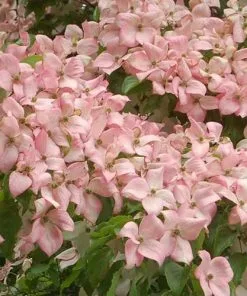 Future Forests Cornus Kousa Satomi - Japanese Dogwood Shrubs
