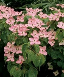 Future Forests Cornus Kousa Satomi - Japanese Dogwood Shrubs