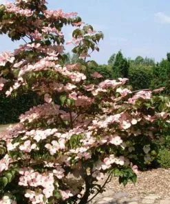 Future Forests Cornus Kousa Satomi - Japanese Dogwood Shrubs