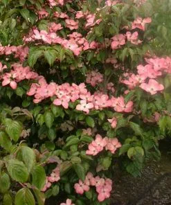 Future Forests Cornus Kousa Satomi - Japanese Dogwood Shrubs