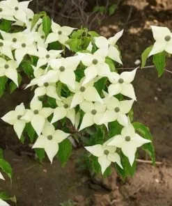 Future Forests Trees Cornus Kousa Chinensis - Chinese Dogwood