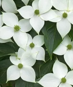 Future Forests Cornus Kousa Var. Chinensis China Girl Trees