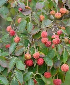 Future Forests Cornus Kousa Var. Chinensis China Girl Trees