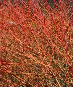 Future Forests Cornus Sanguinea Midwinter Fire Shrubs