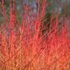 Future Forests Cornus Sanguinea Midwinter Fire Shrubs