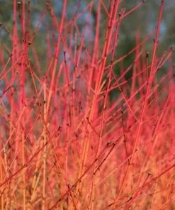 Future Forests Cornus Sanguinea Midwinter Fire Shrubs