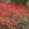Future Forests Cornus Sanguinea Anny's Winter Orange