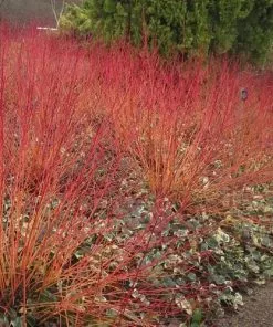 Future Forests Cornus Sanguinea Anny's Winter Orange