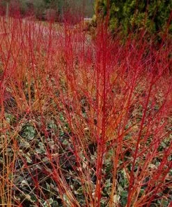 Future Forests Cornus Sanguinea Anny's Winter Orange