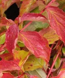 Future Forests Cornus Sanguinea Anny's Winter Orange