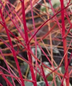 Future Forests Cornus Sanguinea Anny's Winter Orange