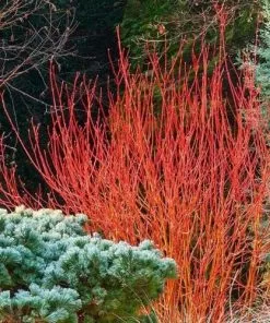Future Forests Cornus Sanguinea Anny's Winter Orange