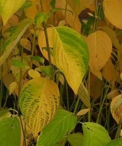 Future Forests Shrubs Cornus Sericea Flaviramea