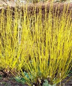 Future Forests Shrubs Cornus Sericea Flaviramea