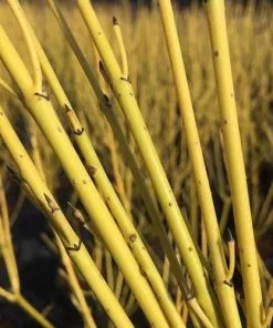 Future Forests Shrubs Cornus Sericea Flaviramea