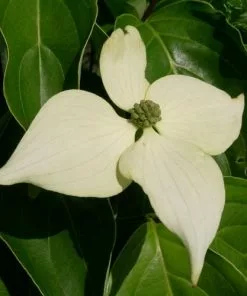 Future Forests Trees Cornus Kousa John Slocock - Chinese Dogwood