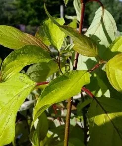 Future Forests Cornus Alba Aurea