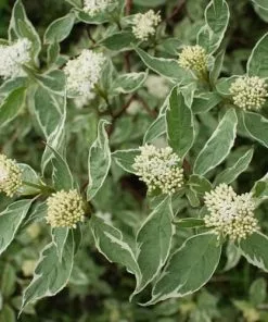 Future Forests Shrubs Cornus Alba Elegantissima