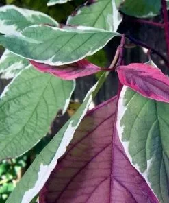 Future Forests Shrubs Cornus Alba Elegantissima