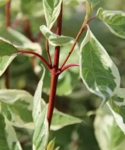 Future Forests Shrubs Cornus Alba Elegantissima