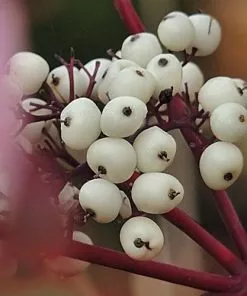 Future Forests Shrubs Cornus Alba Elegantissima