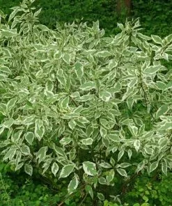 Future Forests Shrubs Cornus Alba Elegantissima