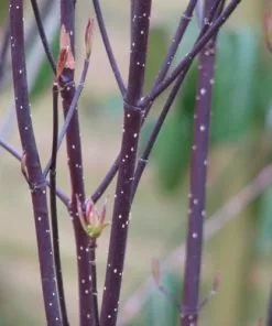 Future Forests Cornus Alba Kesselringii Shrubs