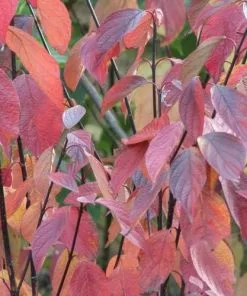 Future Forests Cornus Alba Kesselringii Shrubs