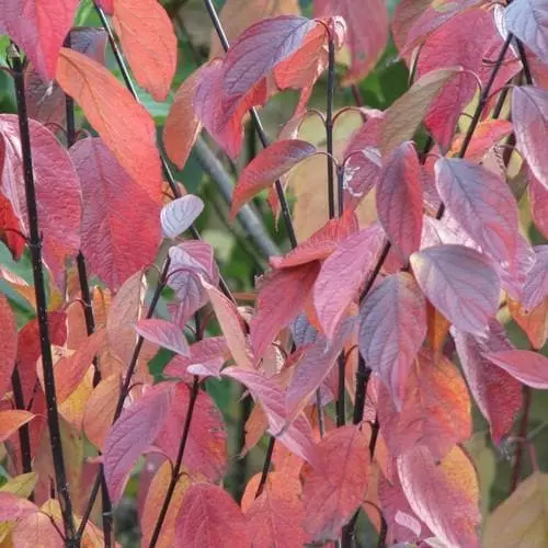 Future Forests Cornus Alba Kesselringii Shrubs 4 Future Forests Cornus Alba Kesselringii Shrubs