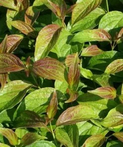 Future Forests Cornus Alba Kesselringii Shrubs 9 Future Forests Cornus Alba Kesselringii Shrubs