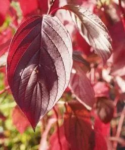 Future Forests Cornus Alba Siberica