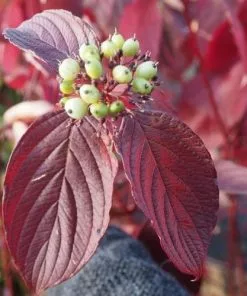 Future Forests Cornus Alba Siberica