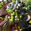 Future Forests Cornus Alba Siberian Pearls