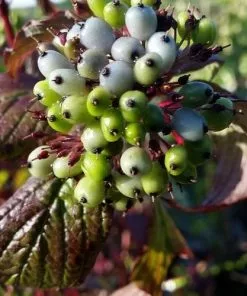 Future Forests Cornus Alba Siberian Pearls