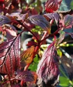 Future Forests Cornus Alba Siberian Pearls