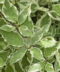 Future Forests Shrubs Cornus Alba Sibirica Variegata
