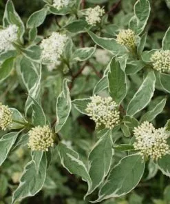 Future Forests Shrubs Cornus Alba Sibirica Variegata