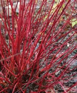 Future Forests Shrubs Cornus Alba Sibirica Variegata